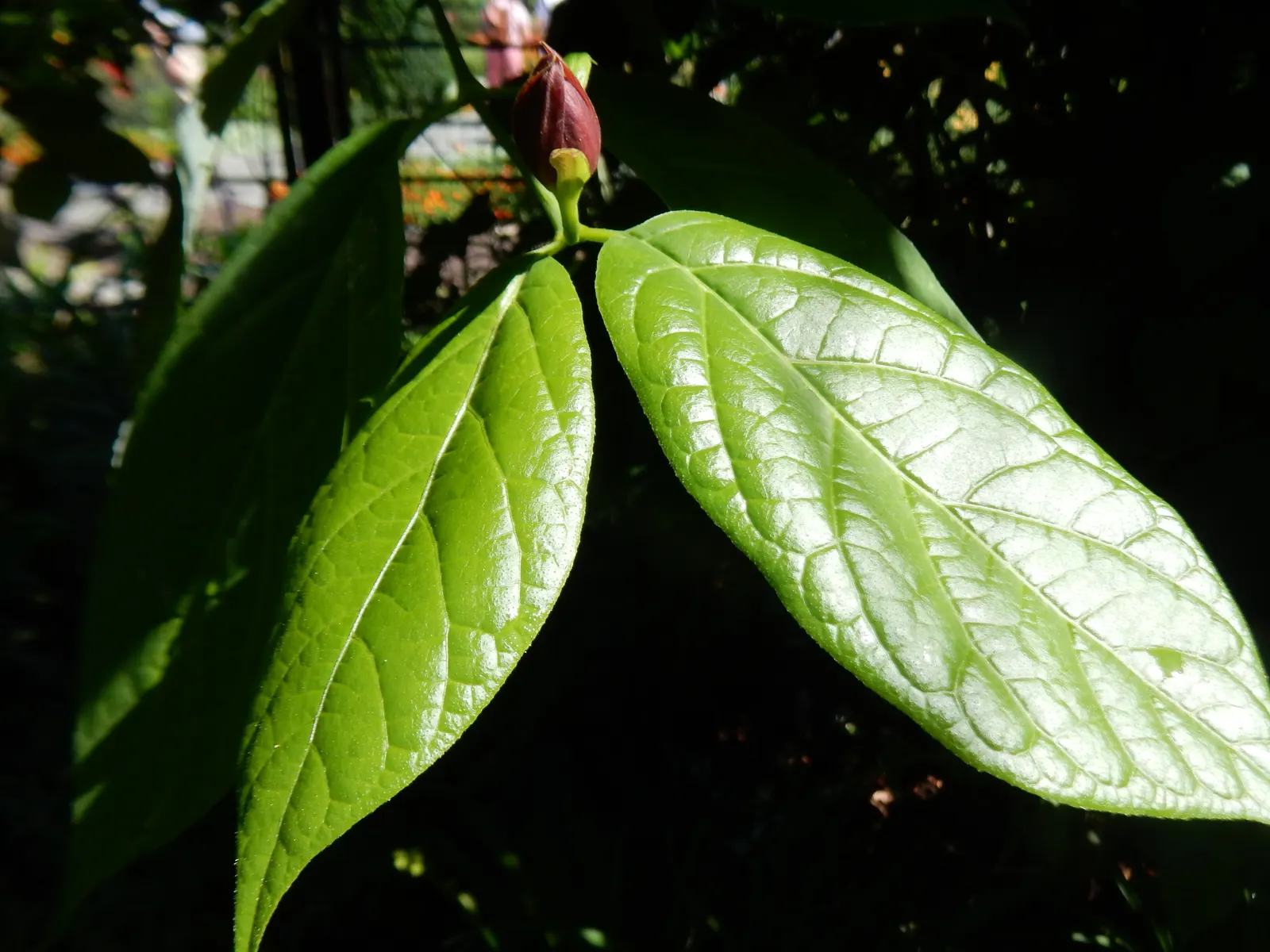 Hartlage Wine Carolina Allspice (Calycanthus 'Hartlage Wine') — rounded shape that fills out right to the ground