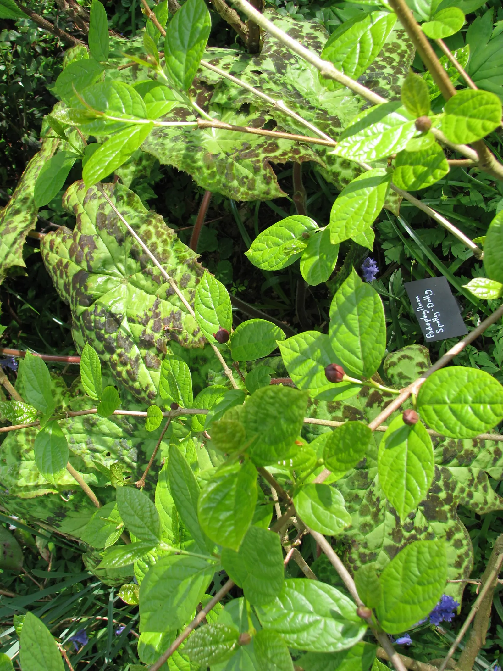Hartlage Wine Carolina Allspice (Calycanthus 'Hartlage Wine') — measuring up to 3-4 inches across
