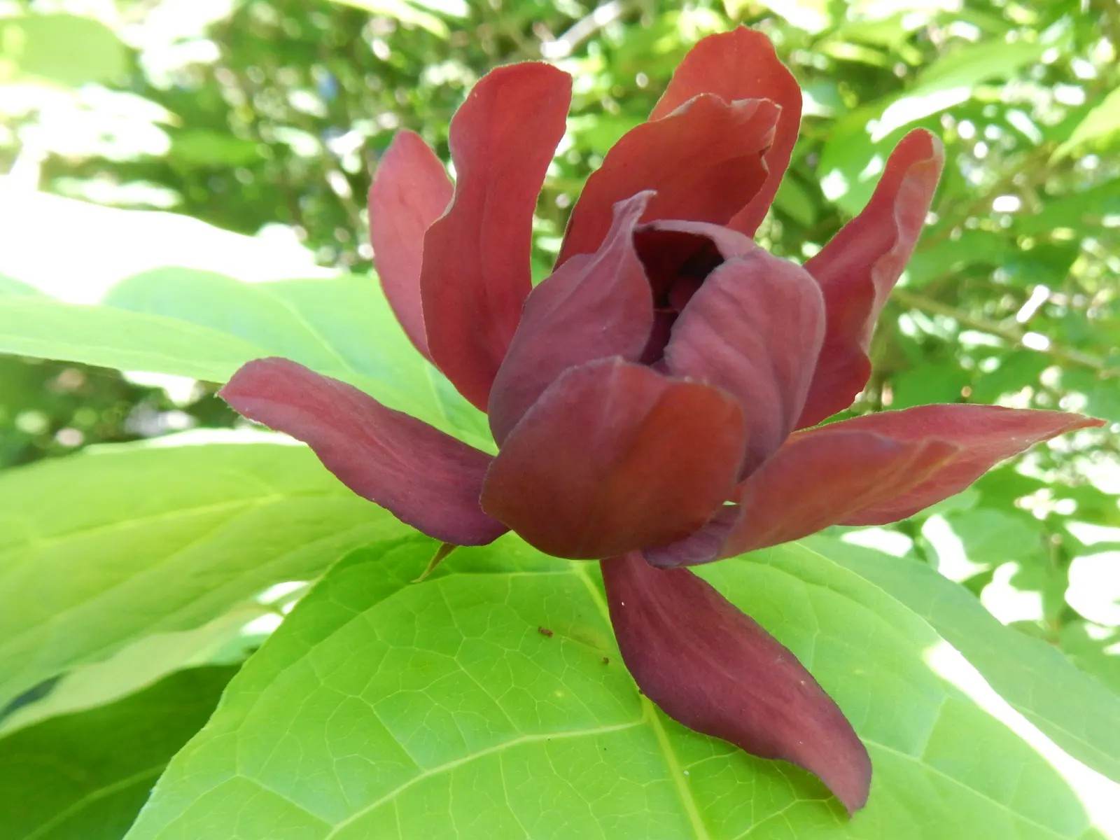 Hartlage Wine Carolina Allspice (Calycanthus 'Hartlage Wine') — which grow up to 6 inches long