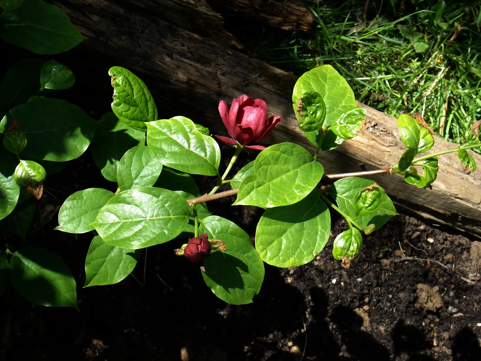Hartlage Wine Carolina Allspice (Calycanthus 'Hartlage Wine') — is a captivating deciduous shrub that commands attention in any landscape design with its