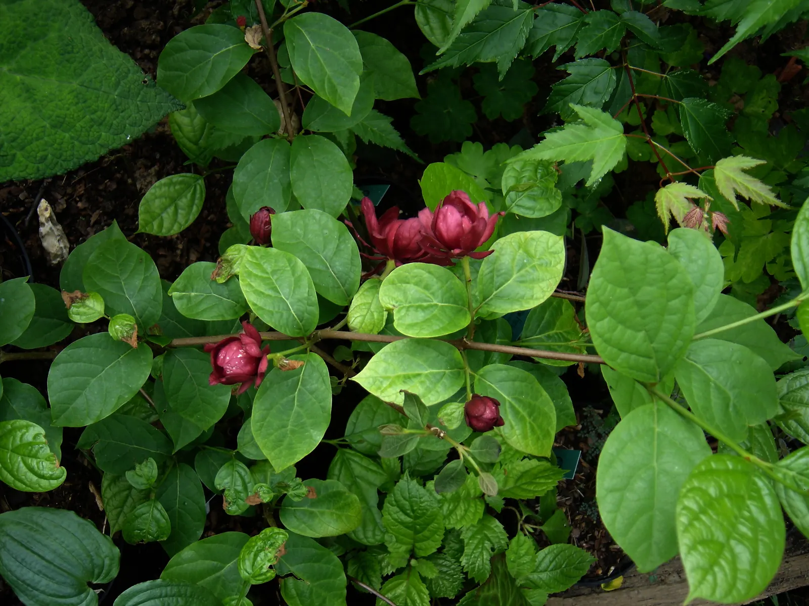 Hartlage Wine Carolina Allspice (Calycanthus 'Hartlage Wine') — this deciduous beauty offers multi-season interest with its glossy foliage and exfoliating bark