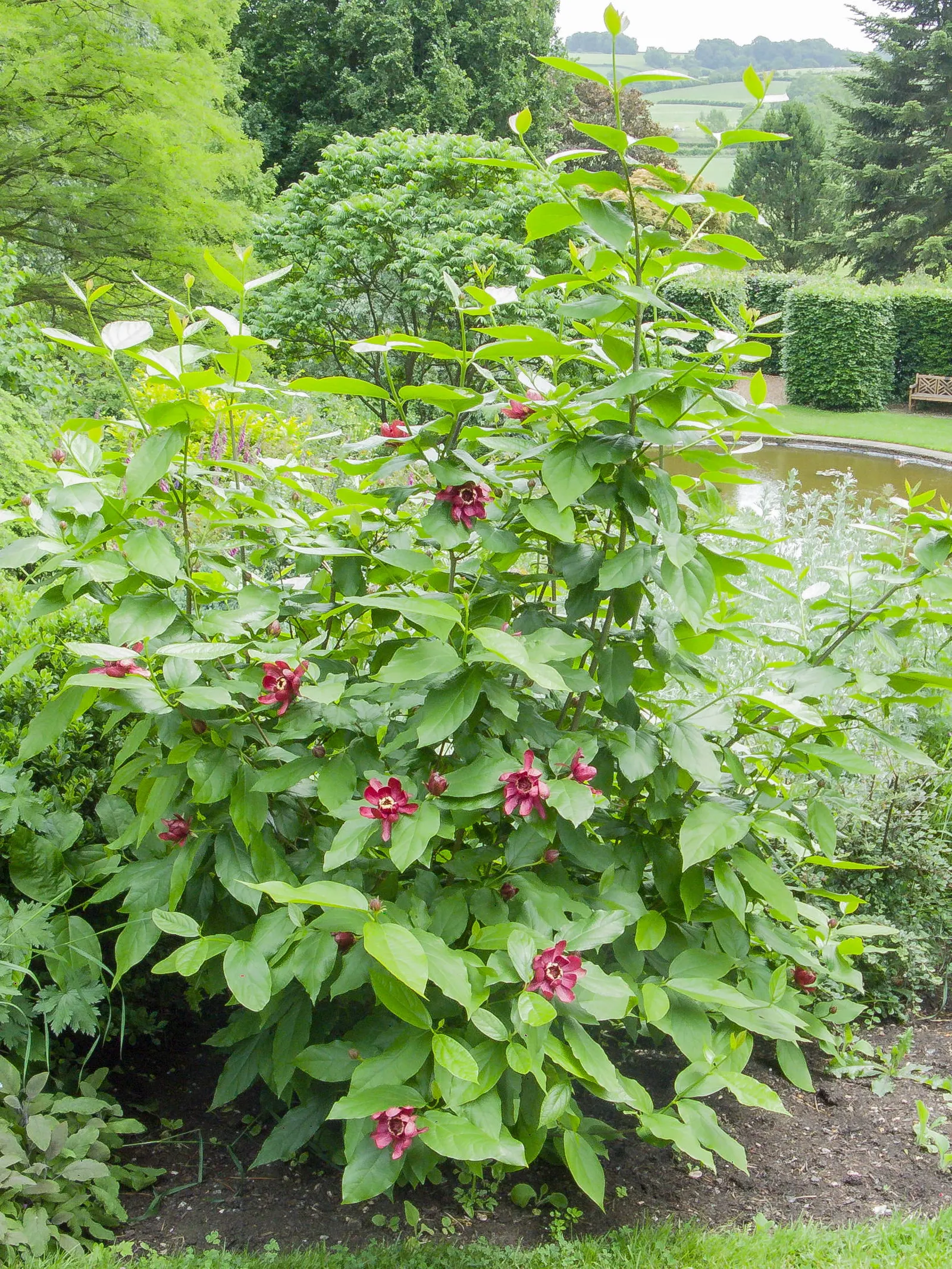 Hartlage Wine Carolina Allspice (Calycanthus 'Hartlage Wine') — with a delicate fragrance
