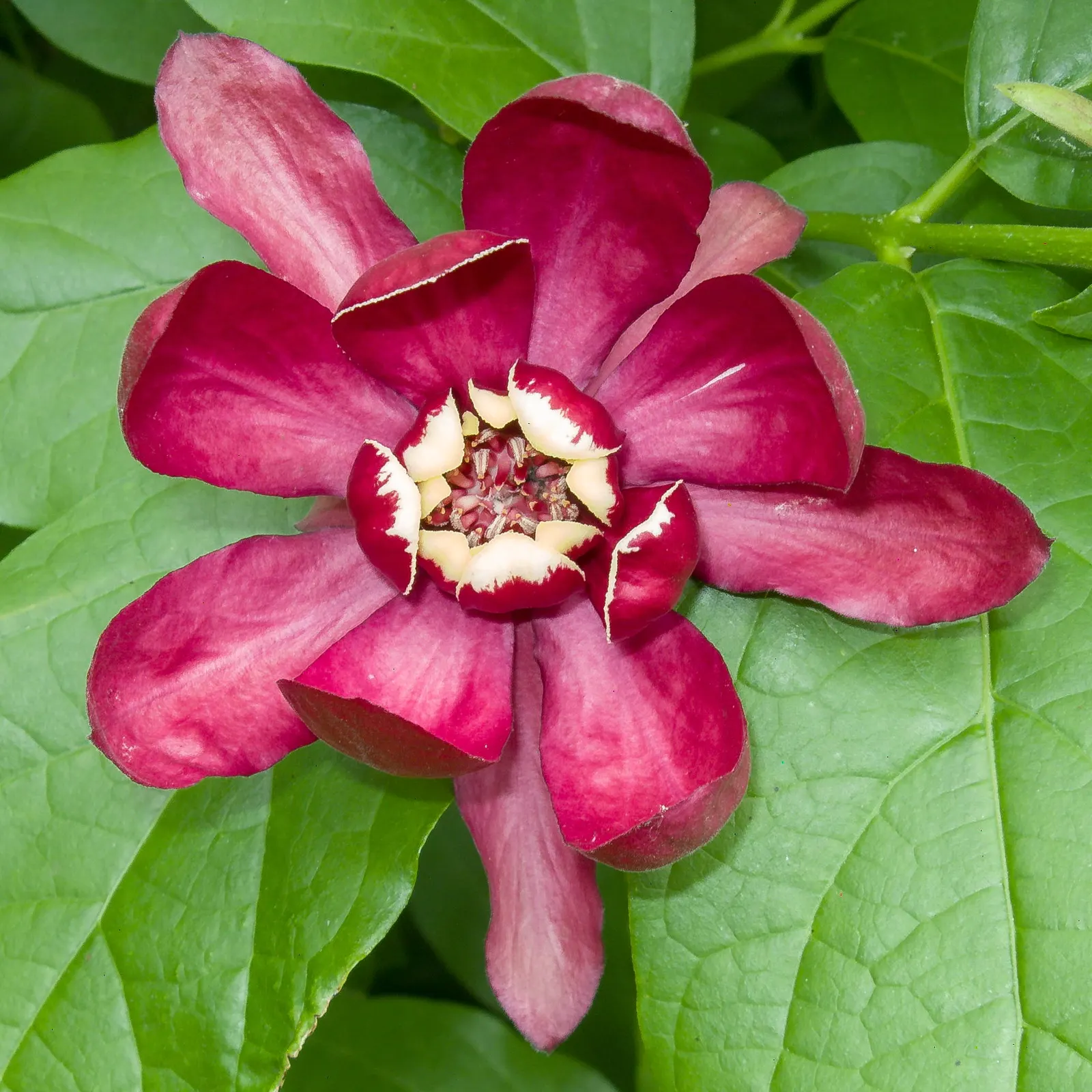Hartlage Wine Carolina Allspice (Calycanthus 'Hartlage Wine') — magnolia-like blooms reaching 3 inches across