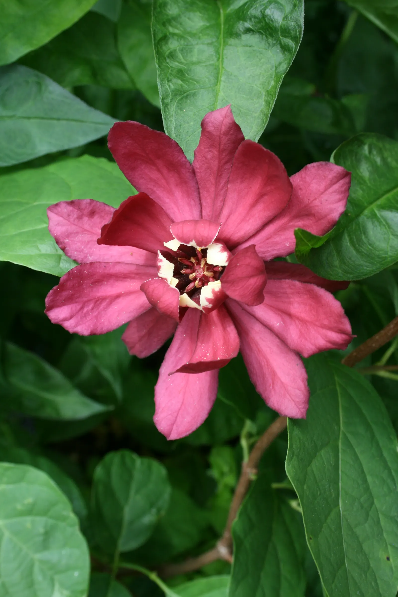 Hartlage Wine Carolina Allspice (Calycanthus 'Hartlage Wine') — magnolia-like flowers which bloom from late spring into early summer