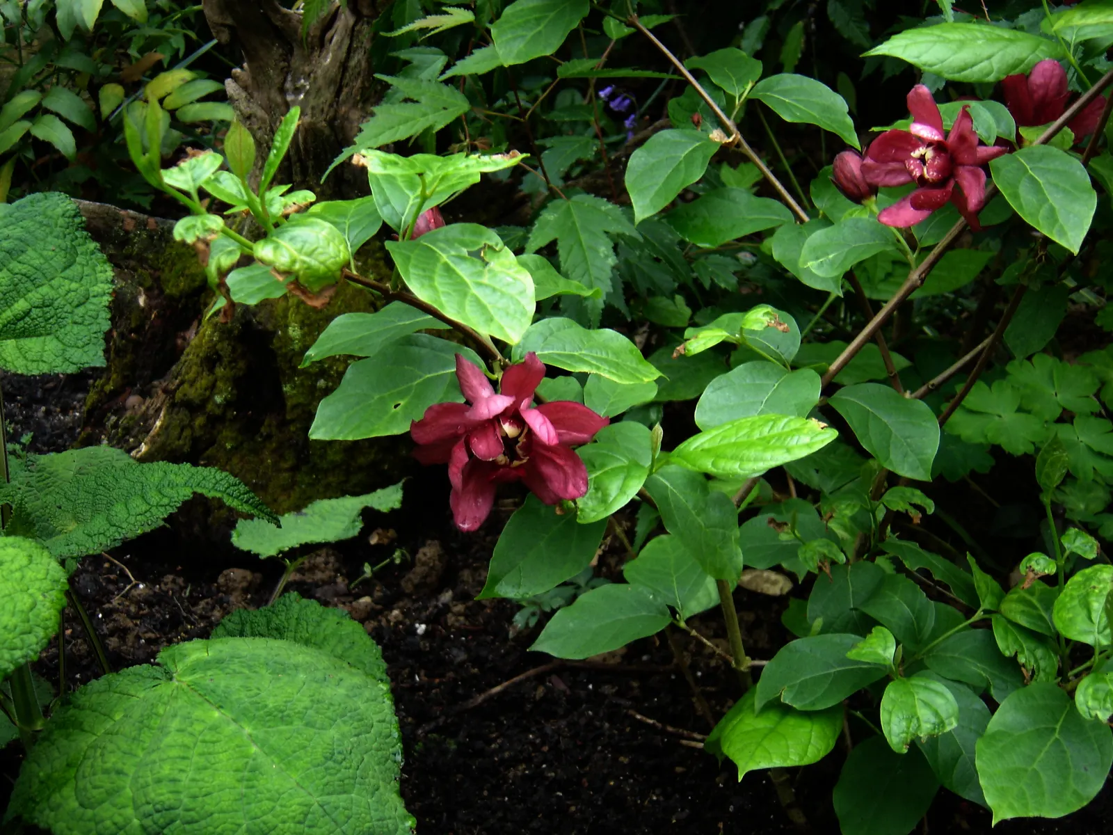 Hartlage Wine Carolina Allspice (Calycanthus 'Hartlage Wine') — commonly known as Hartlage Wine Carolina Allspice