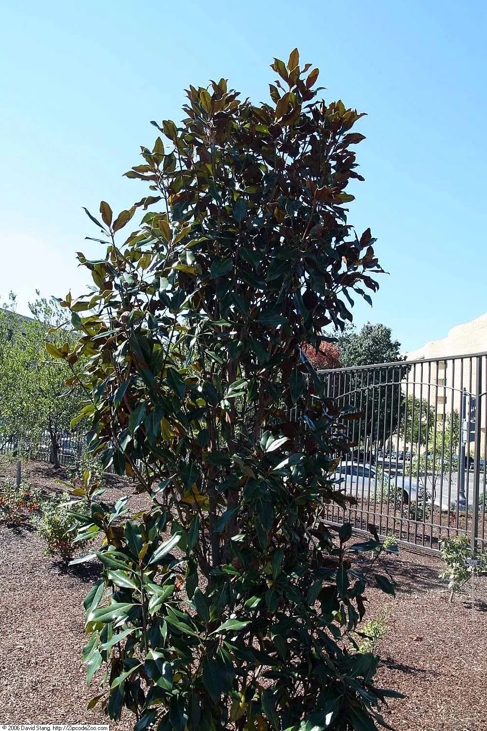 Kay Parris Southern Magnolia (Magnolia Grandiflora 'Kay Parris') — The Kay Parris Southern Magnolia (Magnolia grandiflora 'Kay Parris') is a compact evergreen