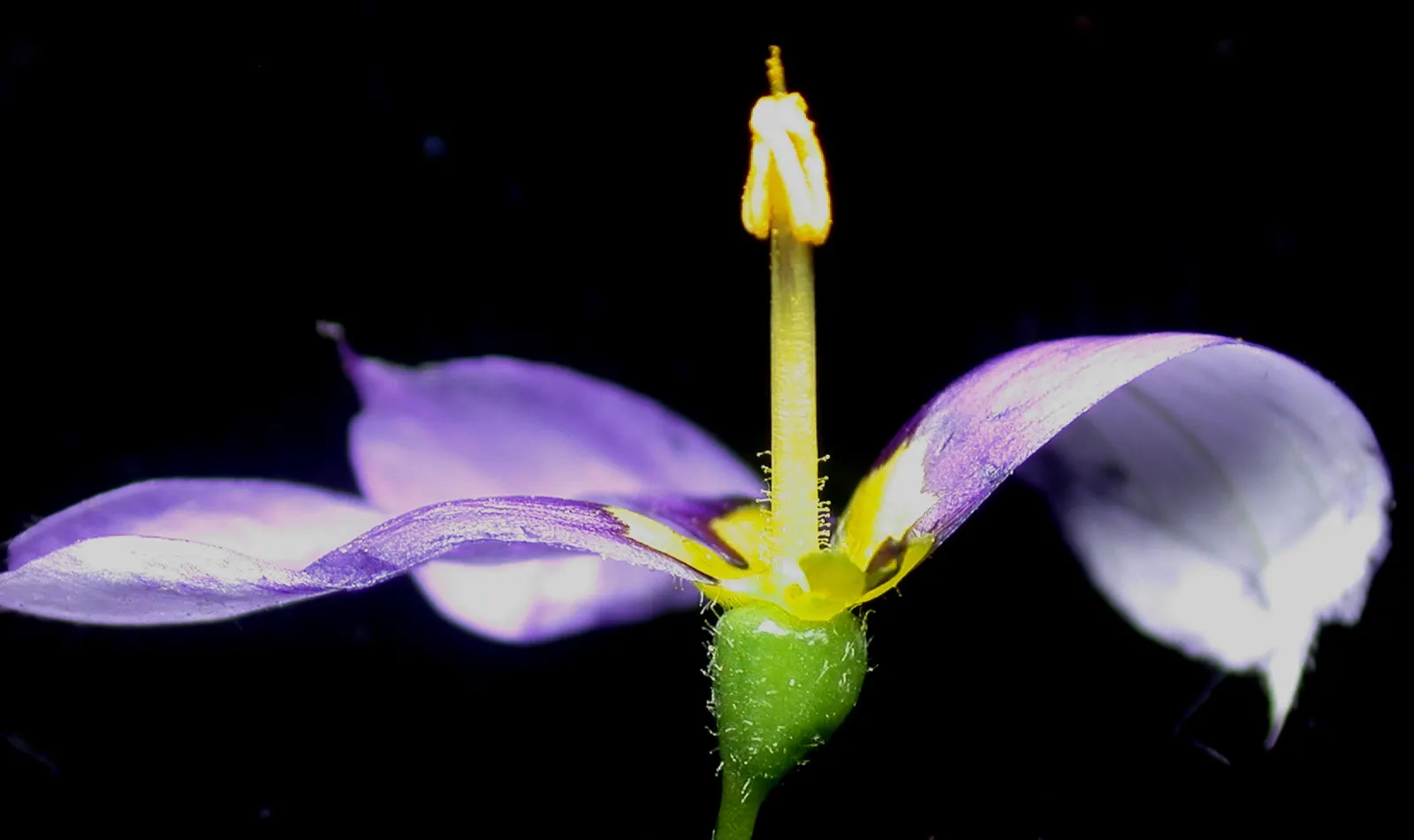 Blue-Eyed Grass (Sisyrinchium Angustifolium) — typically opening in the morning and closing by the late afternoon.<br><br>For the landscape designer