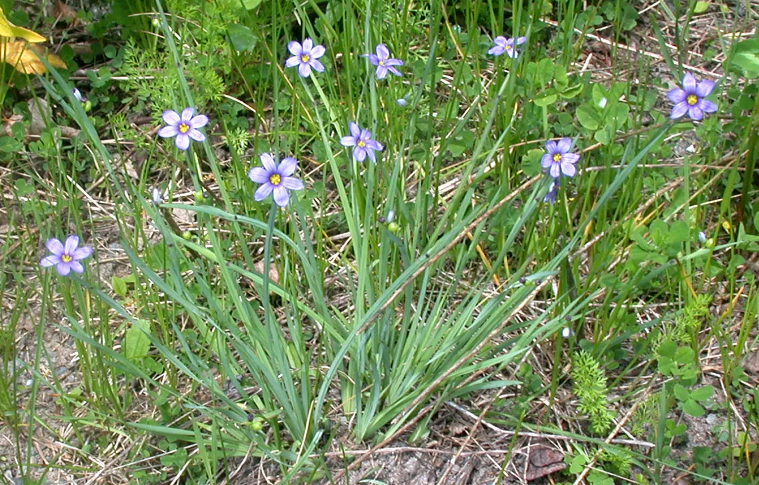 Blue-Eyed Grass (Sisyrinchium Angustifolium) — is a charming and resilient perennial suited to enhance the vivid tapestry of your garden; encouraging