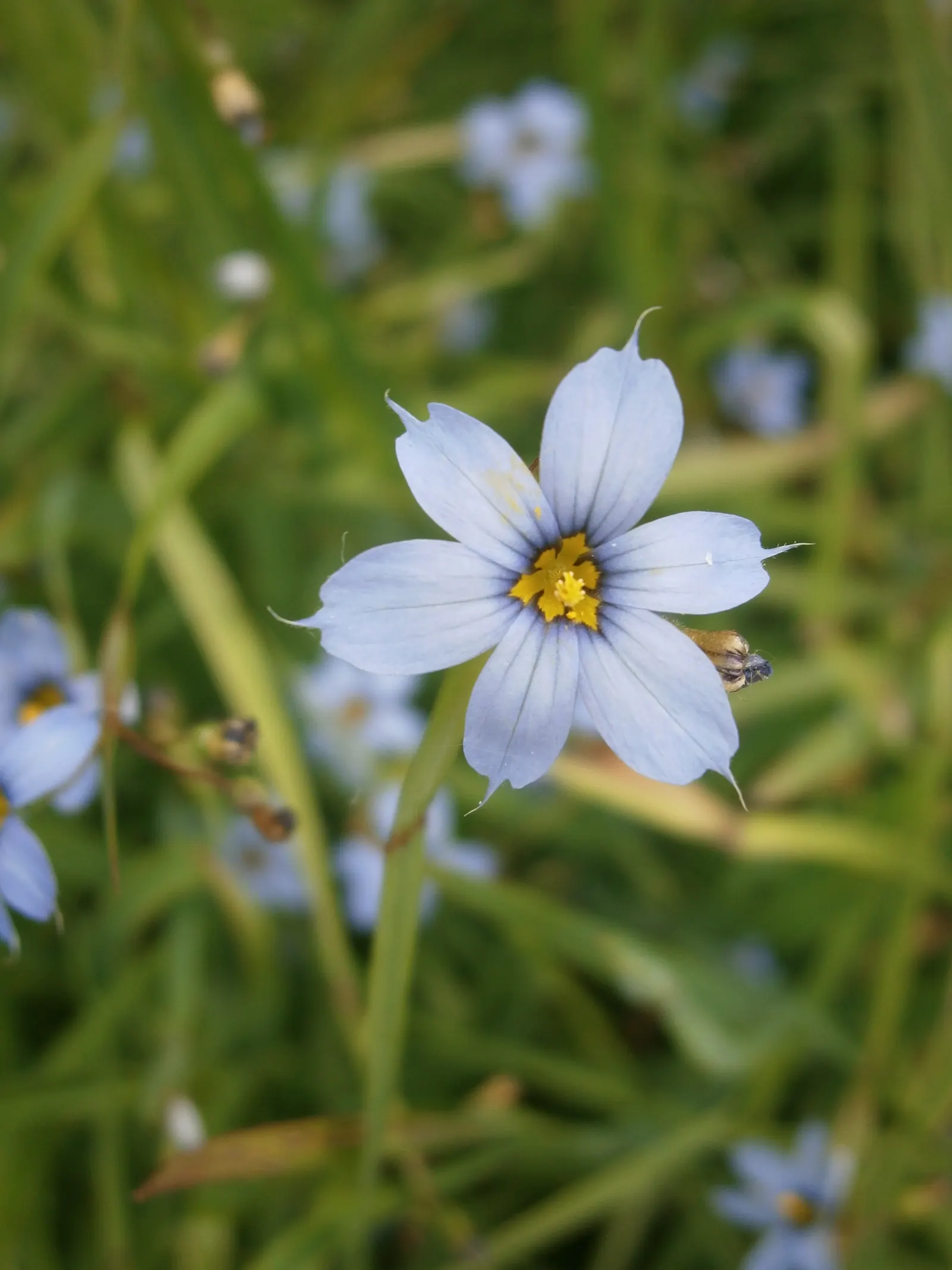 Blue-Eyed Grass (Sisyrinchium Angustifolium) — Blue-Eyed Grass punctuates the greenery with its star-shaped; is a charming perennial with grass-like foliage