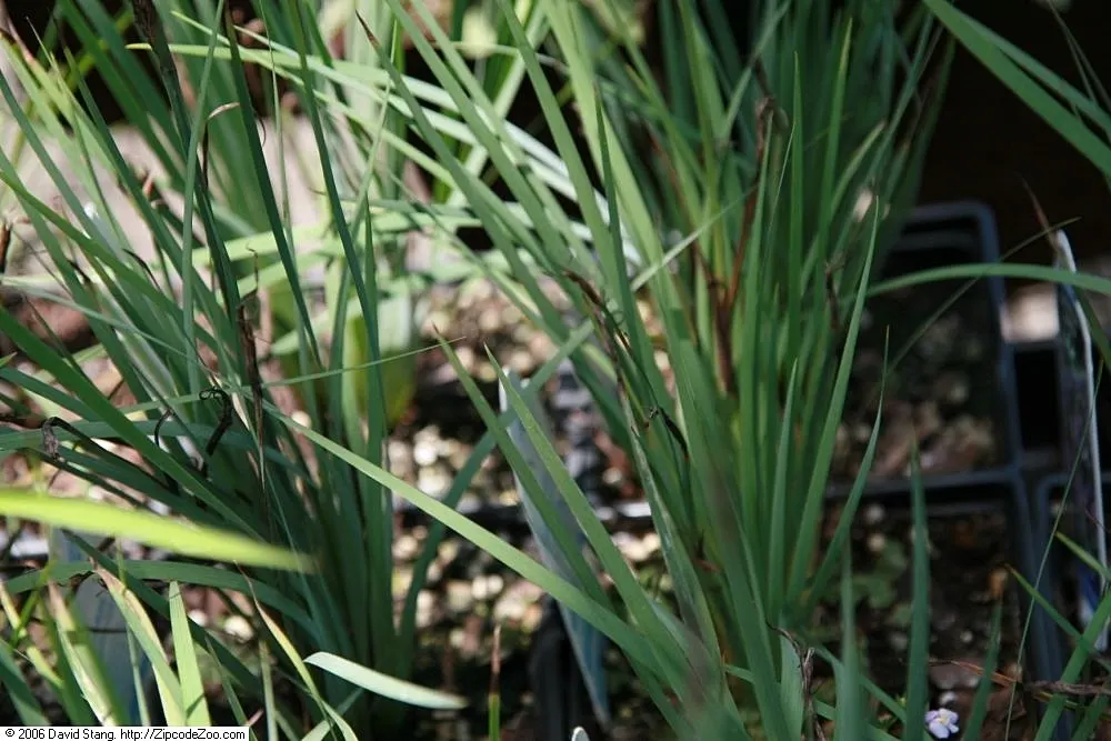Blue-Eyed Grass (Sisyrinchium Angustifolium) — This North American native boasts small, star-shaped, periwinkle flowers with striking gold centers