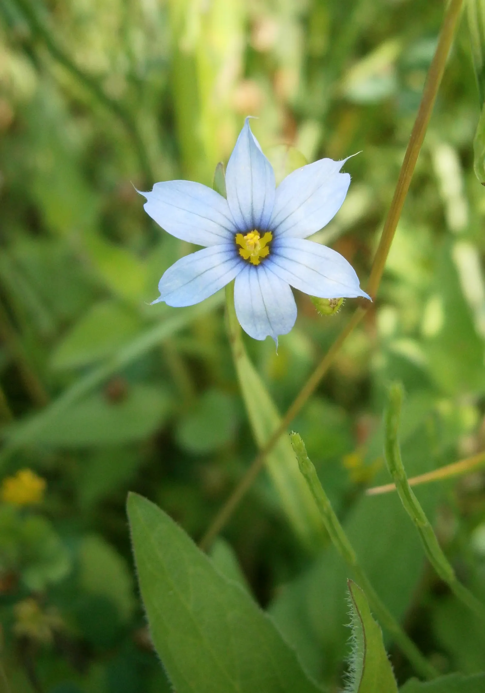 Blue-Eyed Grass (Sisyrinchium Angustifolium) — With its graceful bridging between floral accents and grassy textures; commonly known as Blue-Eyed Grass