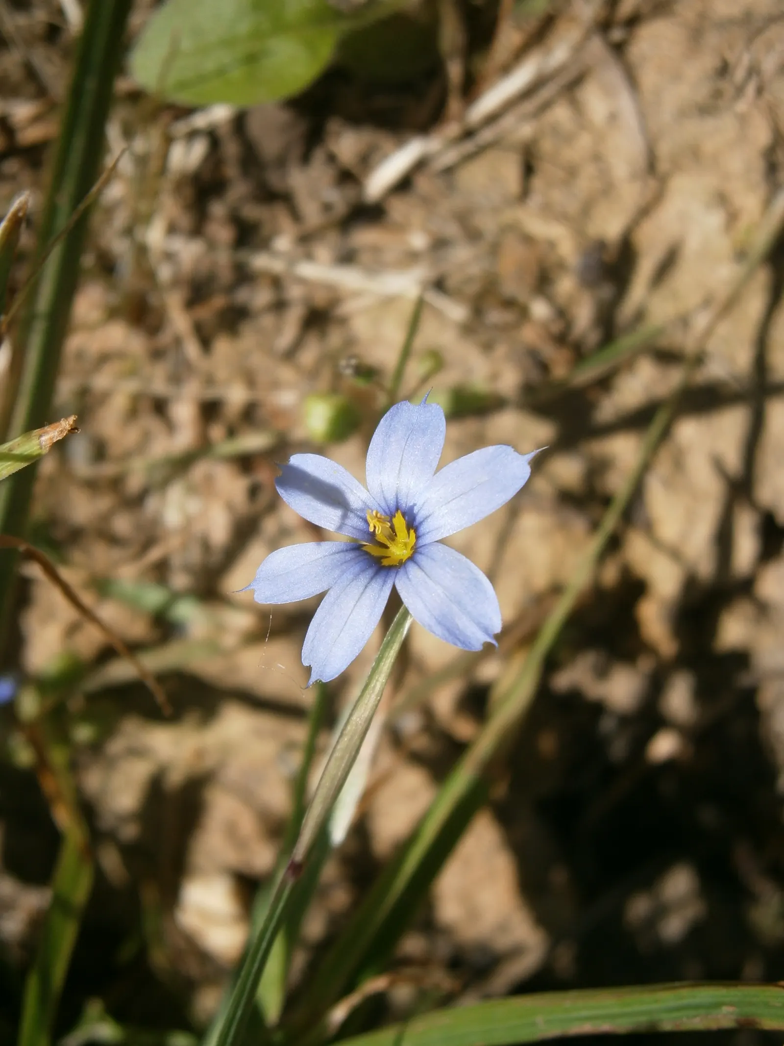 Blue-Eyed Grass (Sisyrinchium Angustifolium) — Hardy in zones 4-9, it's ideal for borders and accent plantings; from late spring through early summer
