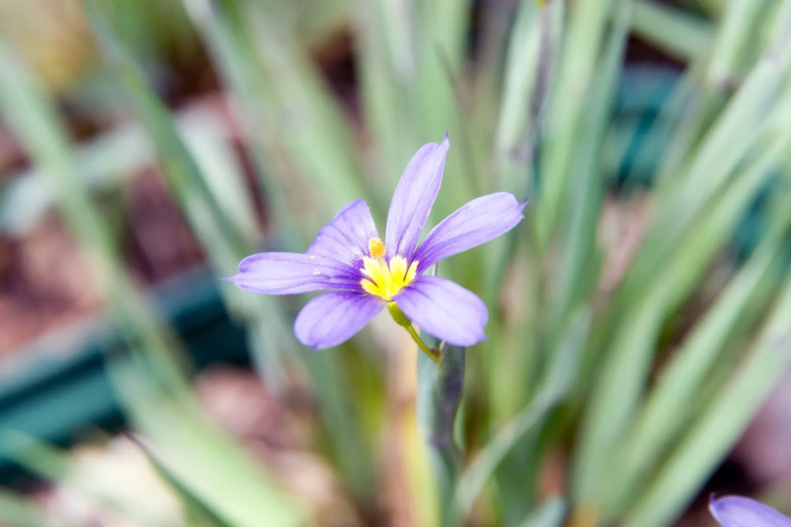 Blue-Eyed Grass (Sisyrinchium Angustifolium) — Blue-Eyed Grass reaches modest heights of approximately 6 to 12 inches and spreads just as wide