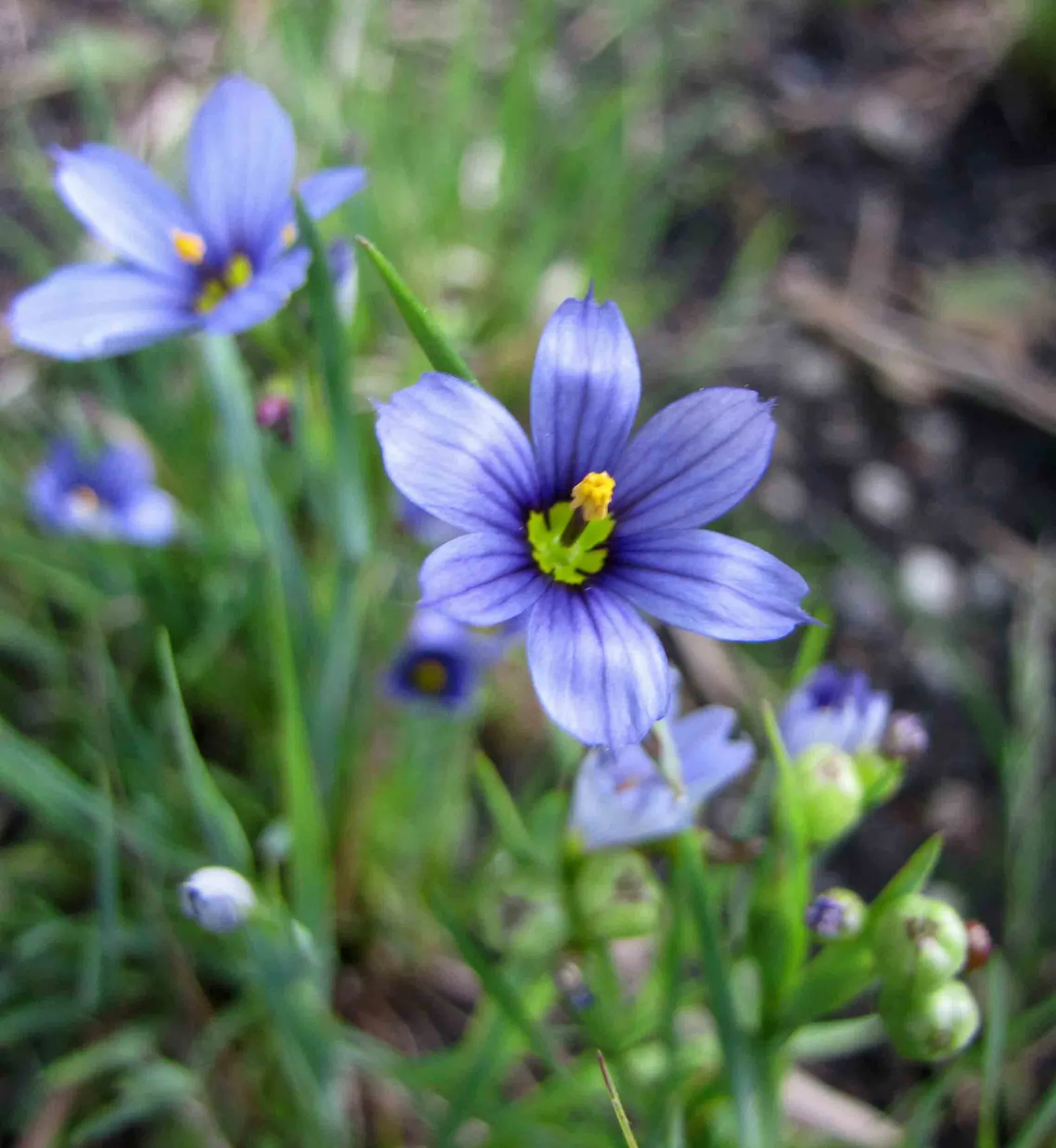 Blue-Eyed Grass (Sisyrinchium Angustifolium) — is a charming and resilient perennial suited to enhance the vivid tapestry of your garden, image 57