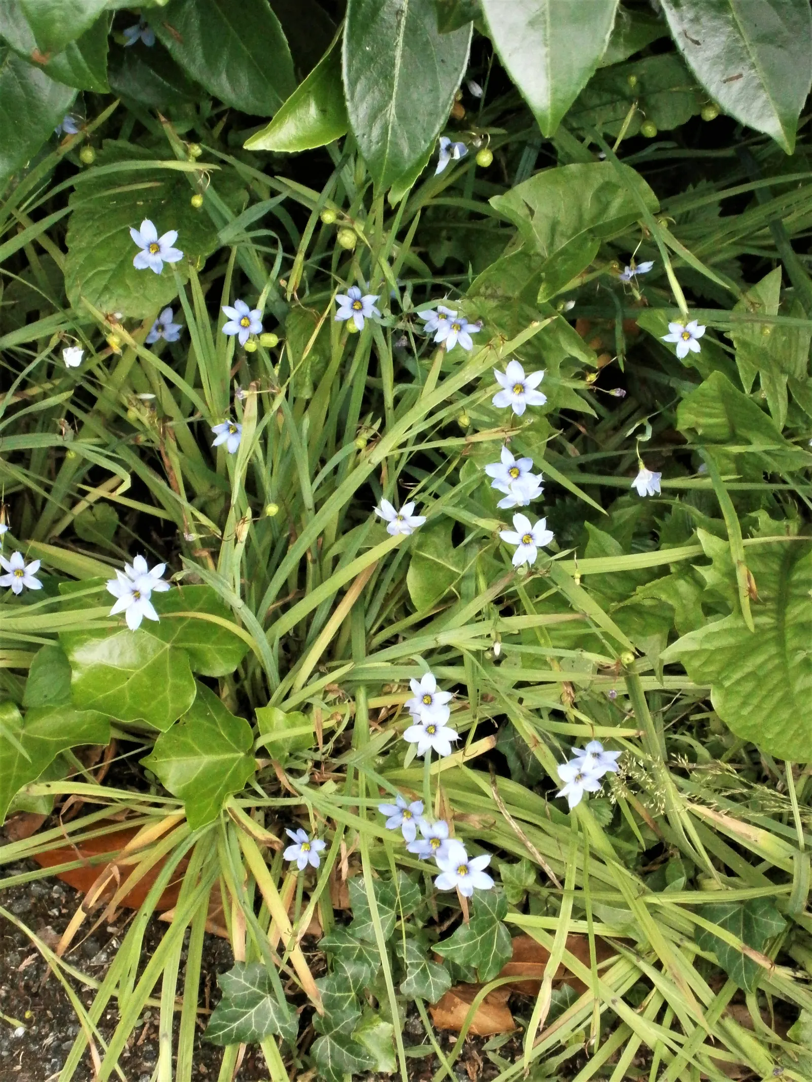 Blue-Eyed Grass (Sisyrinchium Angustifolium) — Despite its grass-like moniker, it is a member of the Iris family and thrives in U.S