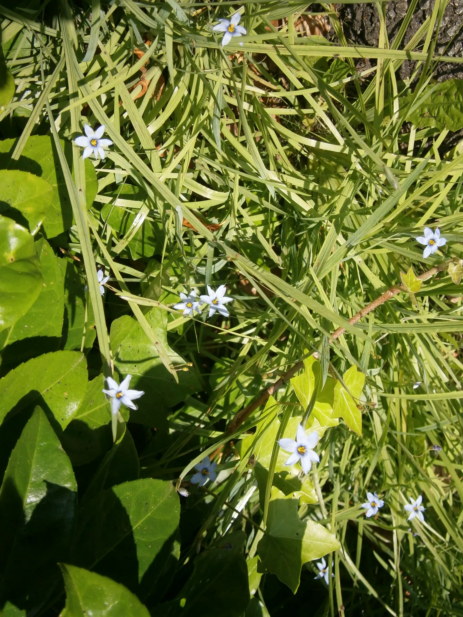Blue-Eyed Grass (Sisyrinchium Angustifolium) — blue and purple flowers in the garden; despite its grass-like moniker, it is a member of the Iris family and