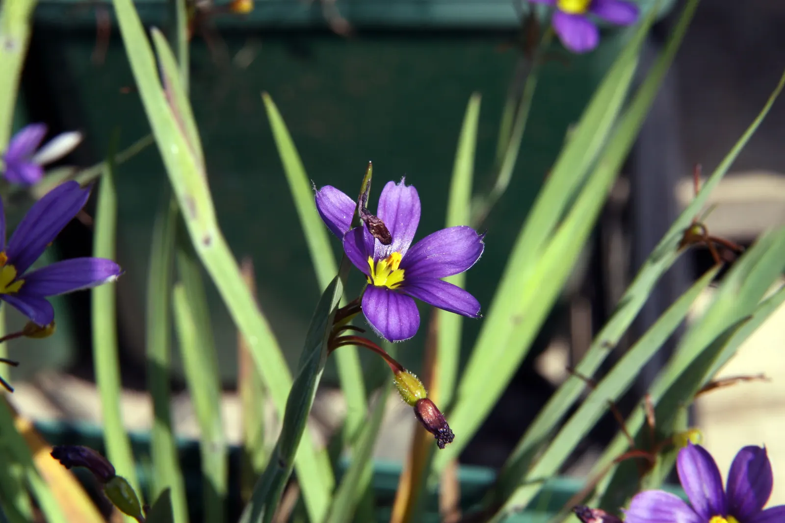 Blue-Eyed Grass (Sisyrinchium Angustifolium) — From late spring through early summer; keep clumps robust by dividing every 2 to 3 years in the early spring