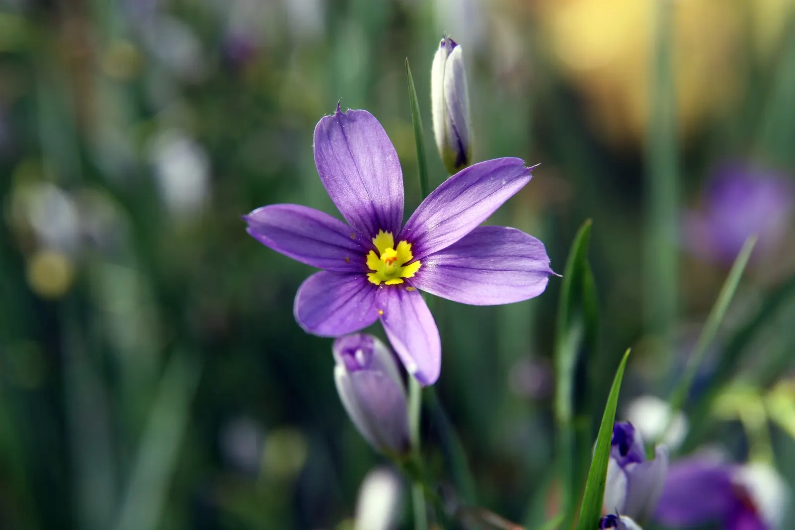 Blue-Eyed Grass (Sisyrinchium Angustifolium) — each featuring a striking yellow eye at the center