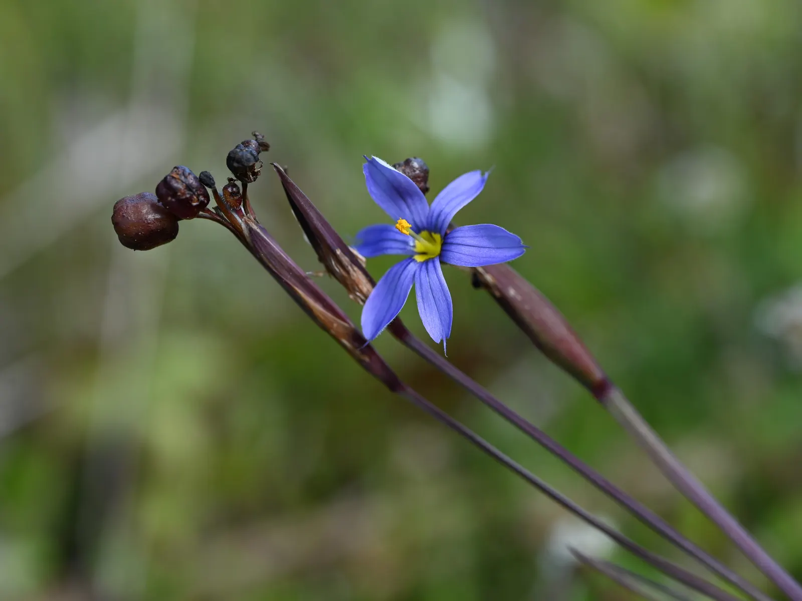 Blue-Eyed Grass (Sisyrinchium Angustifolium) — Department of Agriculture hardiness zones 4 through 9
