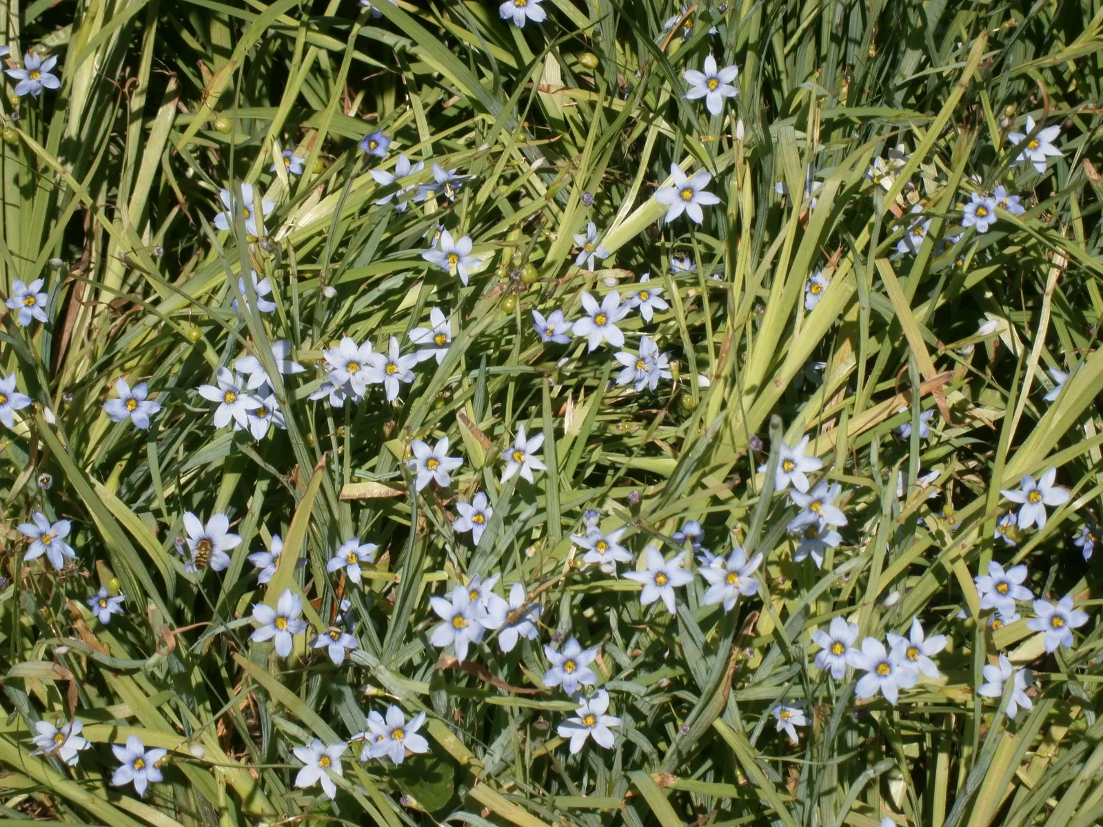 Blue-Eyed Grass (Sisyrinchium Angustifolium) — though it can endure short dry spells; hardy in zones 4-9, it's ideal for borders and accent plantings