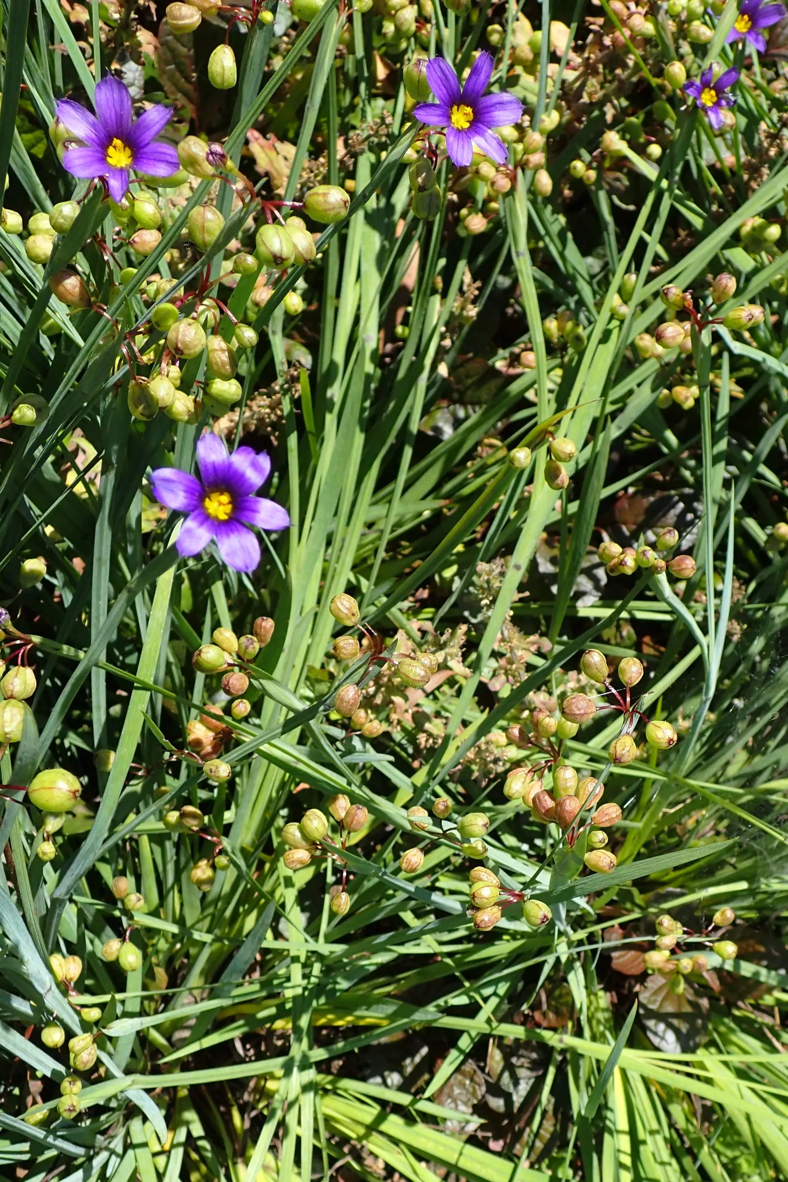 Blue-Eyed Grass (Sisyrinchium Angustifolium) — Blooming occurs in late spring through early summer; perennial for full or half