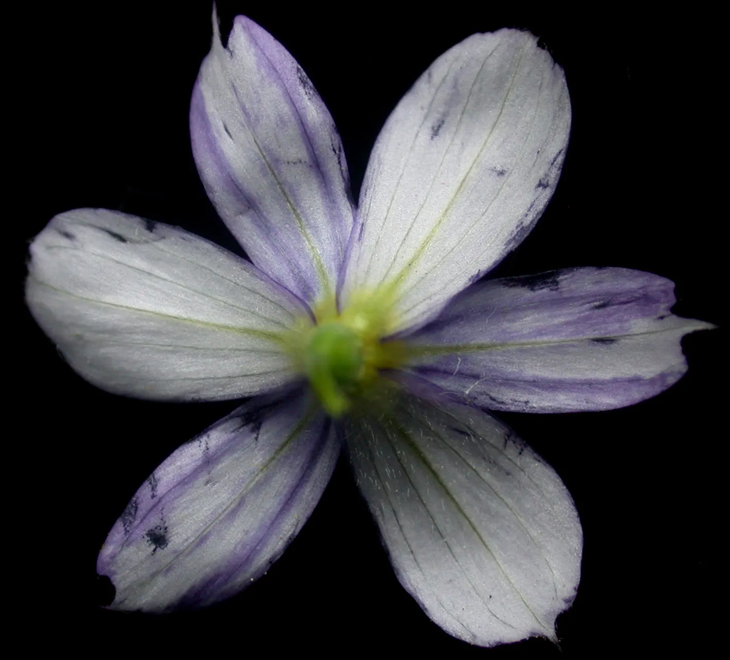 Blue-Eyed Grass (Sisyrinchium Angustifolium) — commonly known as Blue-Eyed Grass