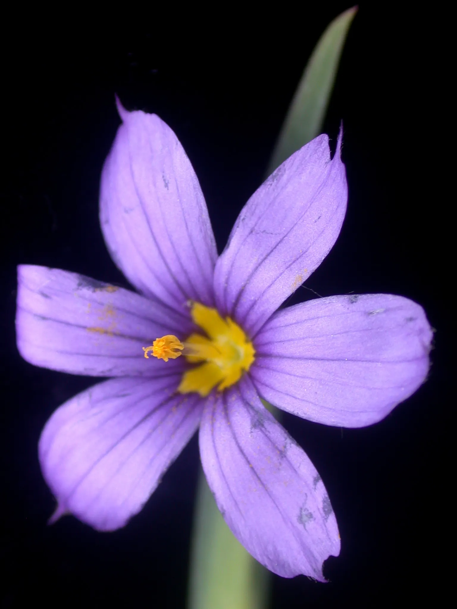 Blue-Eyed Grass (Sisyrinchium Angustifolium) — It thrives in full sun to partial shade and prefers well-drained soil; is a charming and resilient perennial