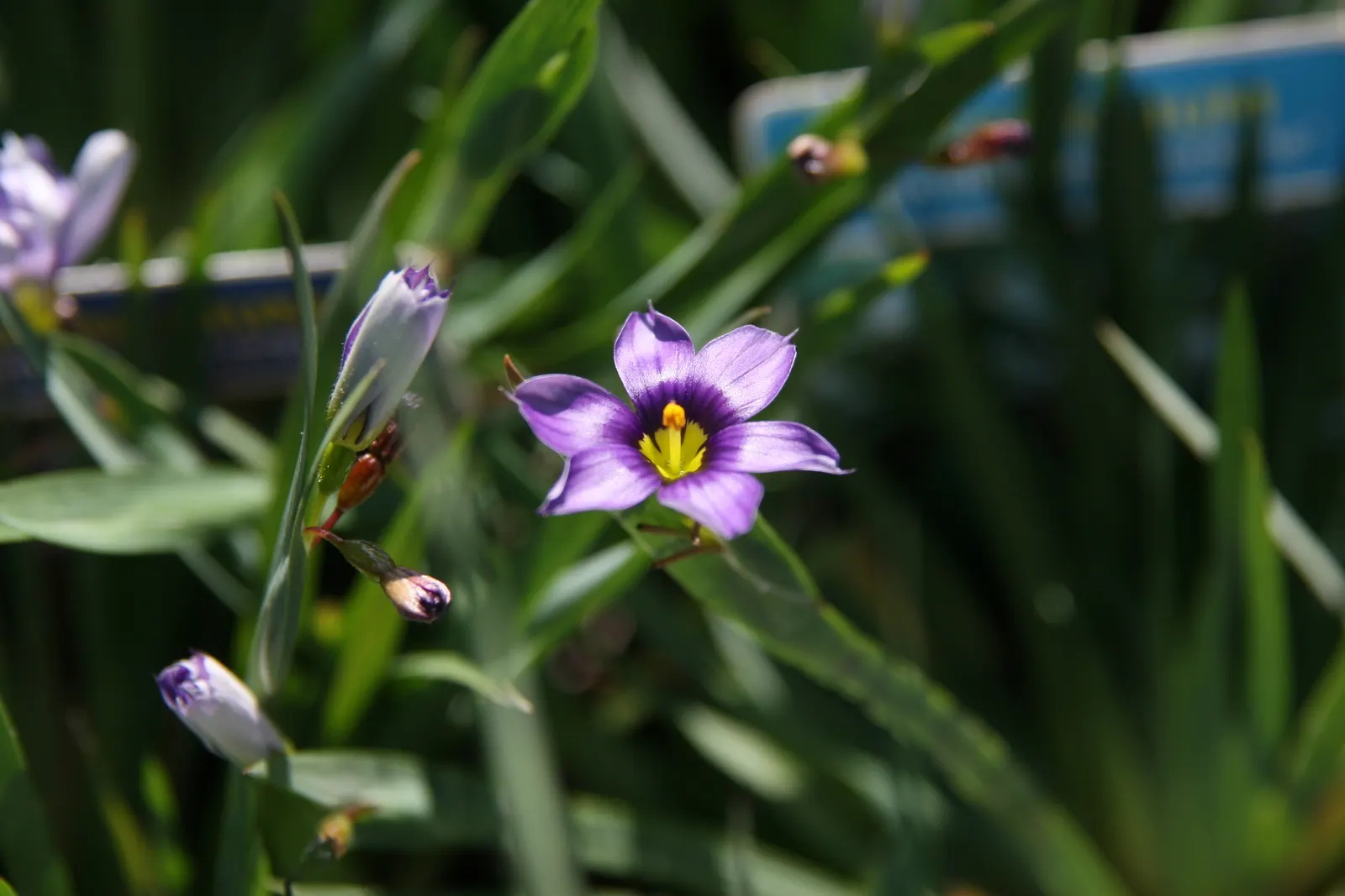 Blue-Eyed Grass (Sisyrinchium Angustifolium) — perennial for full or half; with its graceful bridging between floral accents and grassy textures