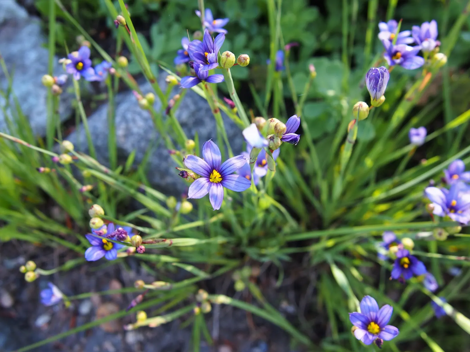 Blue-Eyed Grass (Sisyrinchium Angustifolium) — Hardy in zones 4-9, it's ideal for borders and accent plantings; from late spring through early, image 56