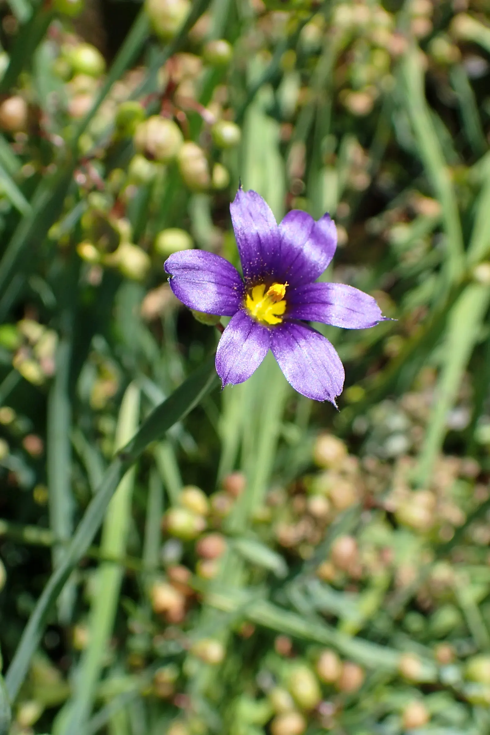 Blue-Eyed Grass (Sisyrinchium Angustifolium) — This North American native boasts small, star-shaped, periwinkle flowers with striking gold centers; typically