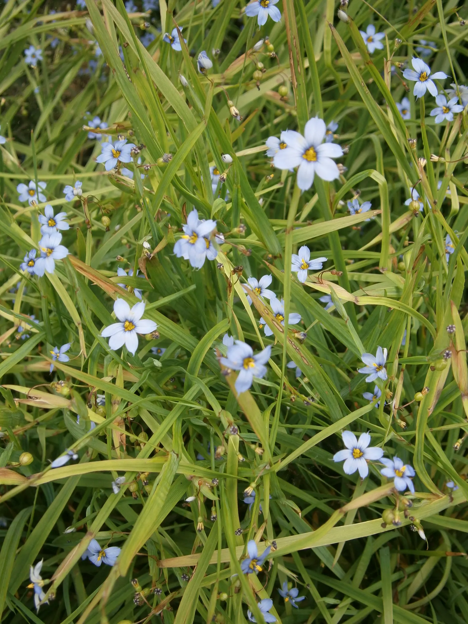 Blue-Eyed Grass (Sisyrinchium Angustifolium) — Despite its grass-like moniker, it is a member of the Iris family and thrives in U.S; this North American native
