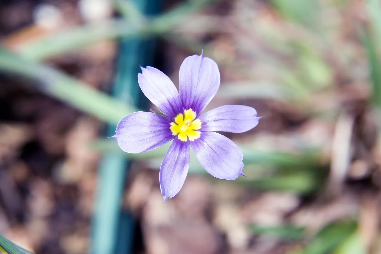 Blue-Eyed Grass (Sisyrinchium Angustifolium) — showcasing its adaptability