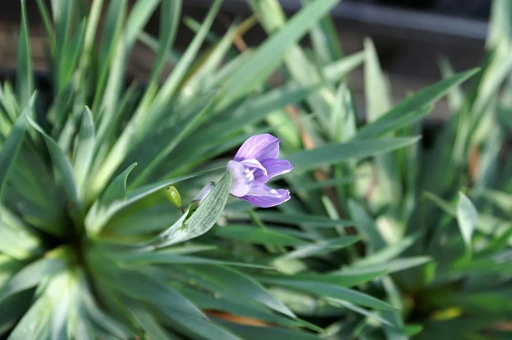 Blue-Eyed Grass (Sisyrinchium Angustifolium) — These blossoms are fleeting