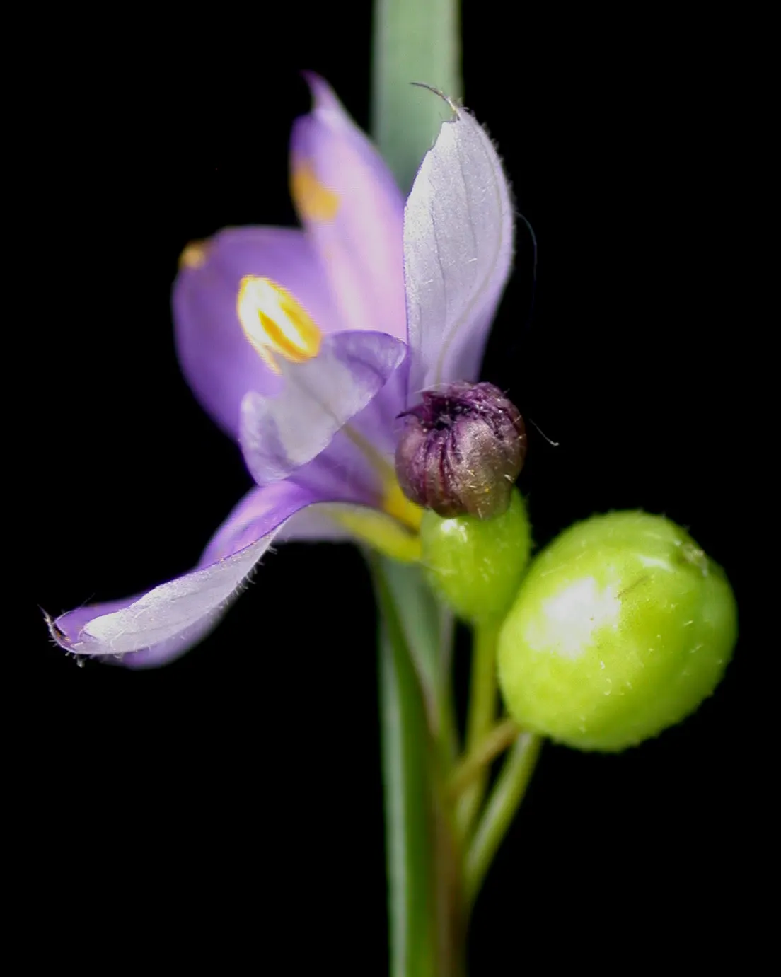 Blue-Eyed Grass (Sisyrinchium Angustifolium) — From late spring through early summer