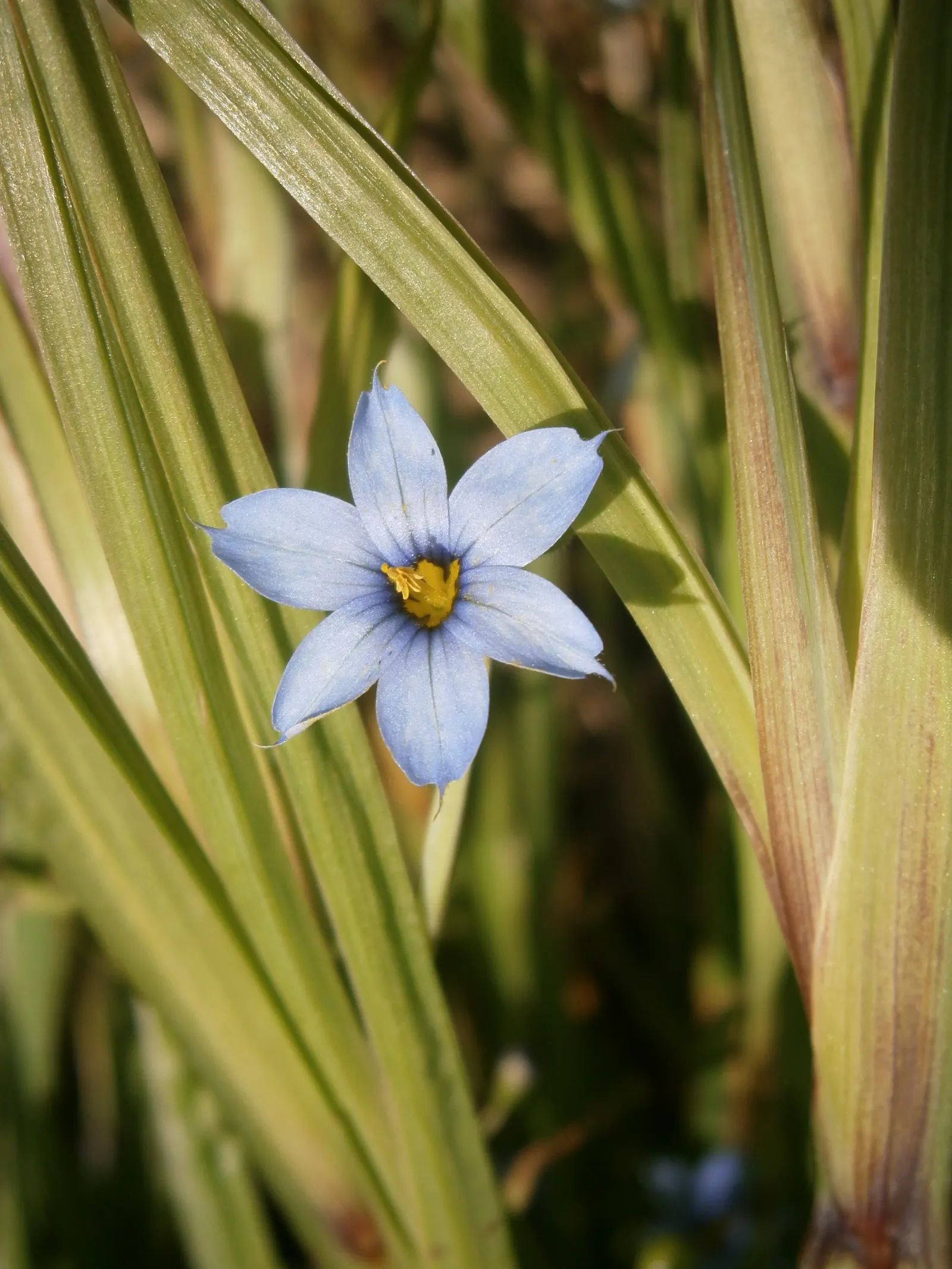 Blue-Eyed Grass (Sisyrinchium Angustifolium) — commonly known as Blue-Eyed Grass; blooming occurs in late spring through early summer