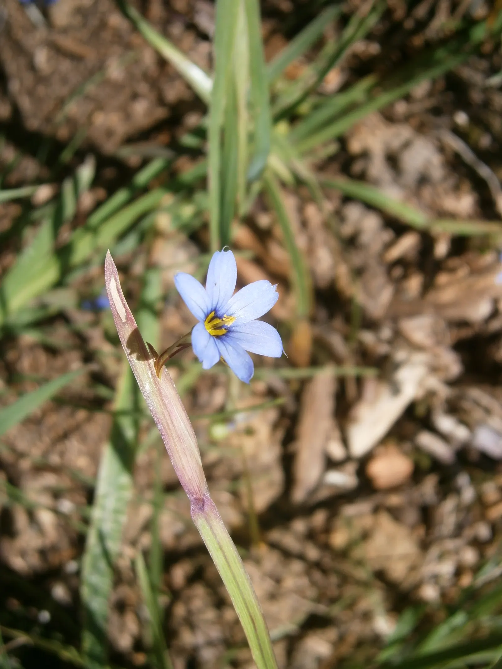 Blue-Eyed Grass (Sisyrinchium Angustifolium) — showcasing its adaptability, image 38