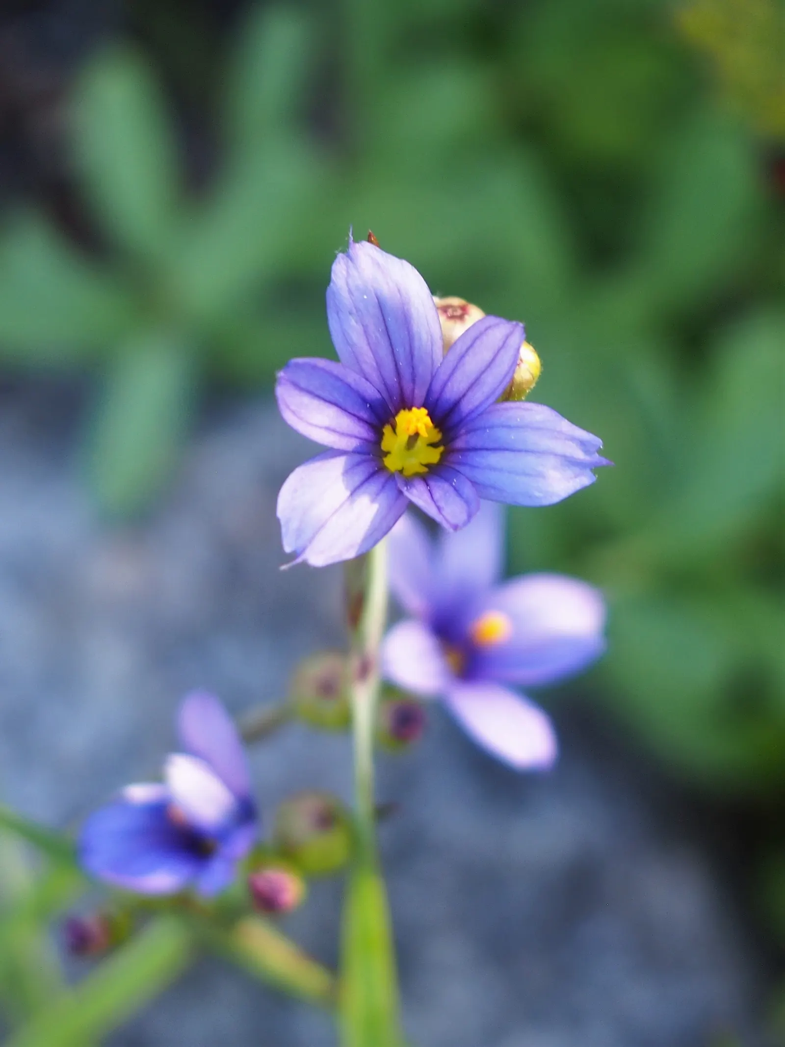 Blue-Eyed Grass (Sisyrinchium Angustifolium) — though it can endure short dry spells
