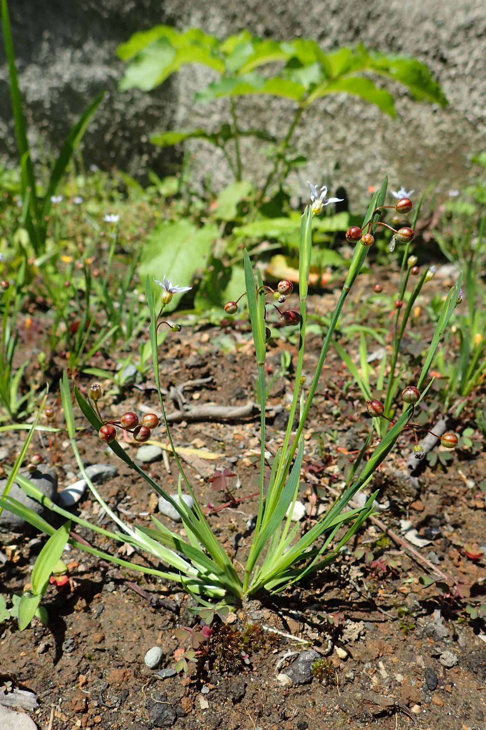 Blue-Eyed Grass (Sisyrinchium Angustifolium) — perennial with blue and purple blooms