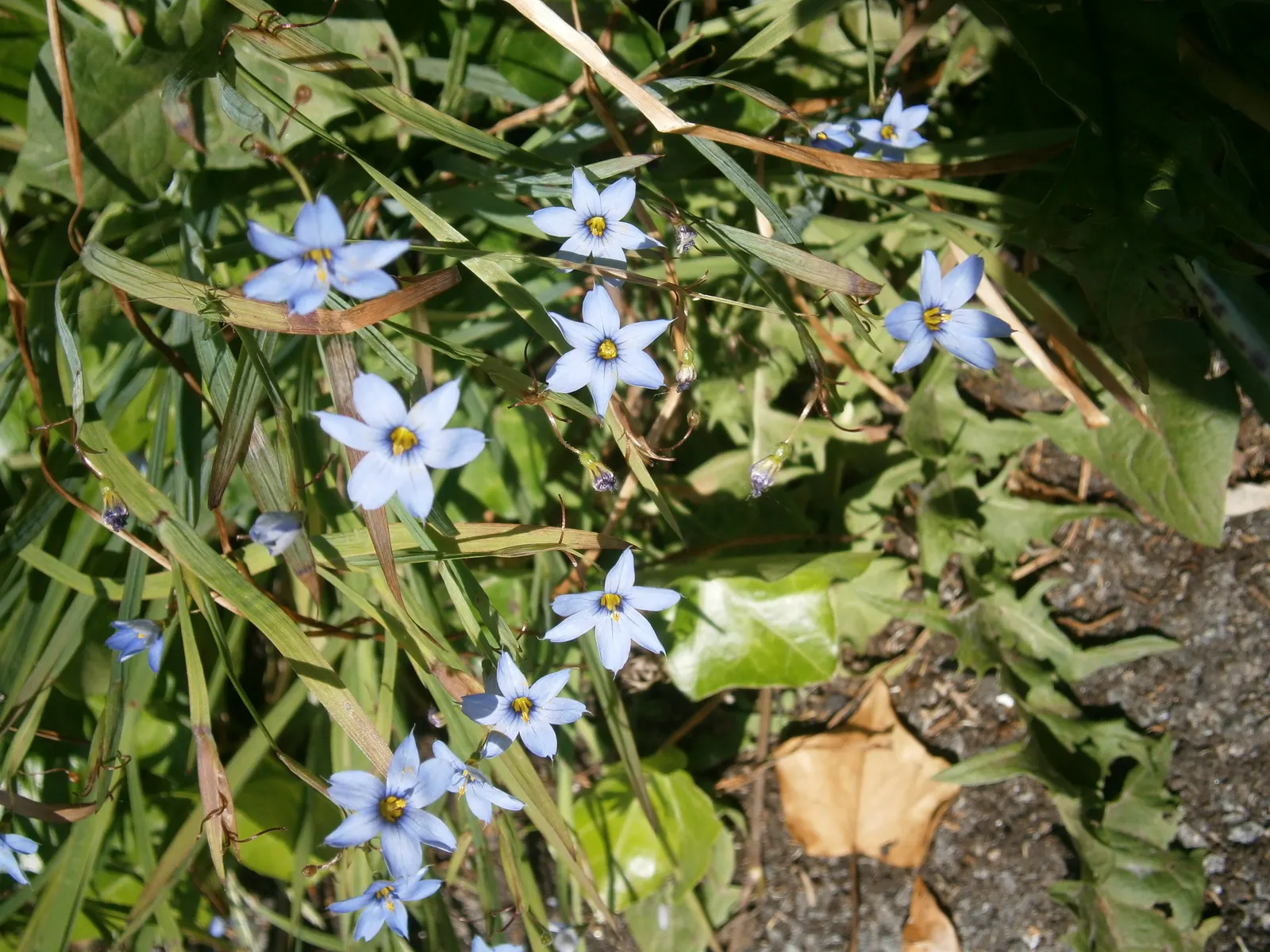 Blue-Eyed Grass (Sisyrinchium Angustifolium) — Blooming occurs in late spring through early summer