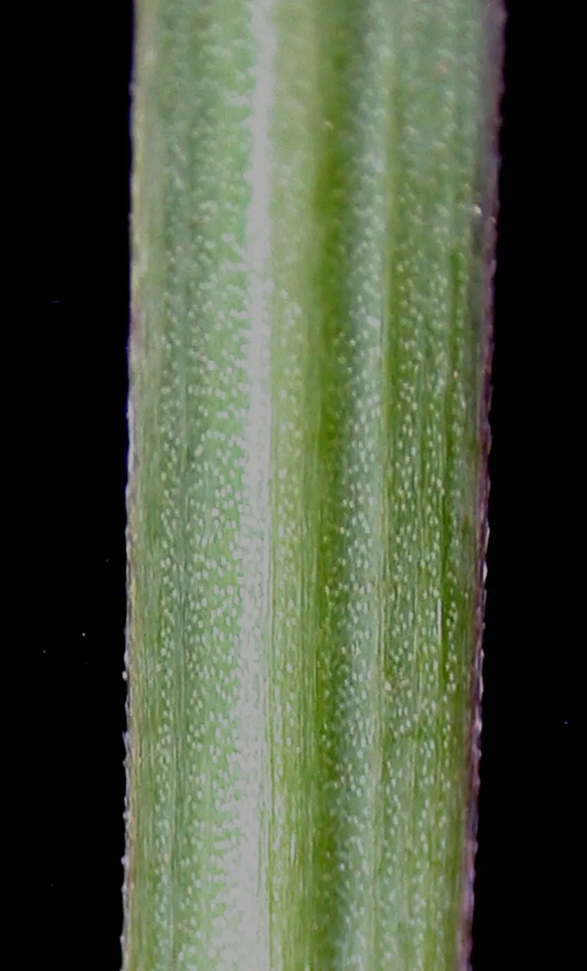 Blue-Eyed Grass (Sisyrinchium Angustifolium) — perennial for full or half