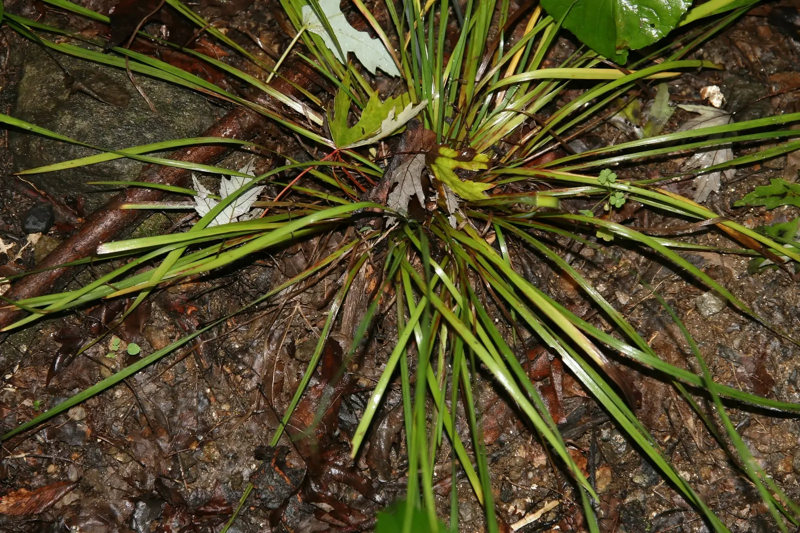 Blue-Eyed Grass (Sisyrinchium Angustifolium) — With its graceful bridging between floral accents and grassy textures