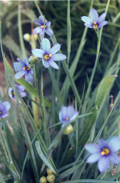 Blue-Eyed Grass (Sisyrinchium Angustifolium) — It thrives in full sun to partial shade and prefers well-drained soil; is a charming and resilient, image 55