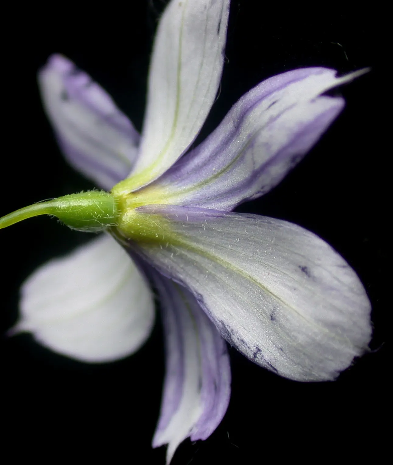 Blue-Eyed Grass (Sisyrinchium Angustifolium) — encouraging rejuvenation and preventing overcrowding; adding an ecological benefit to its visual charm