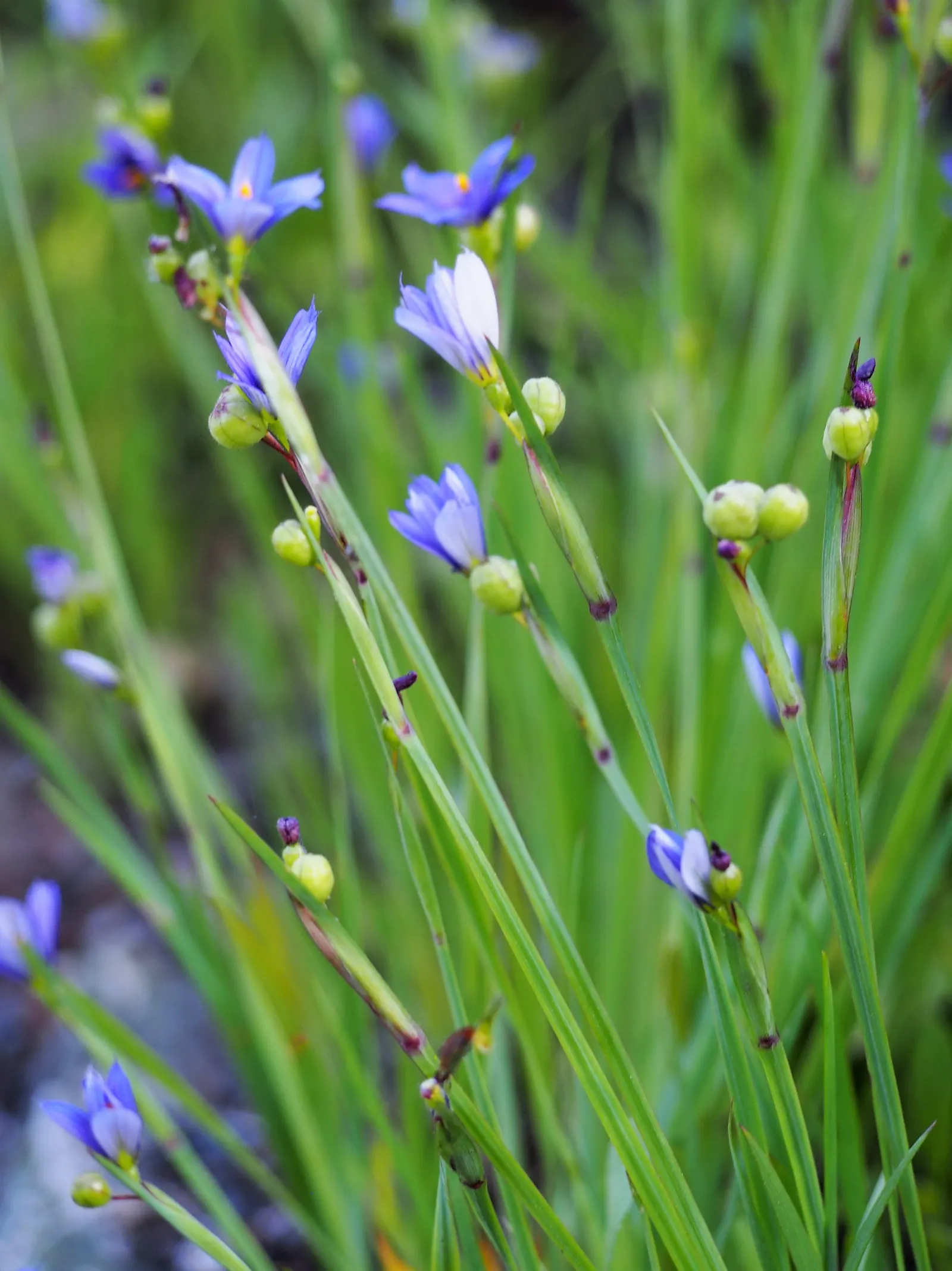 Blue-Eyed Grass (Sisyrinchium Angustifolium) — It thrives in full sun to partial shade and prefers well-drained soil