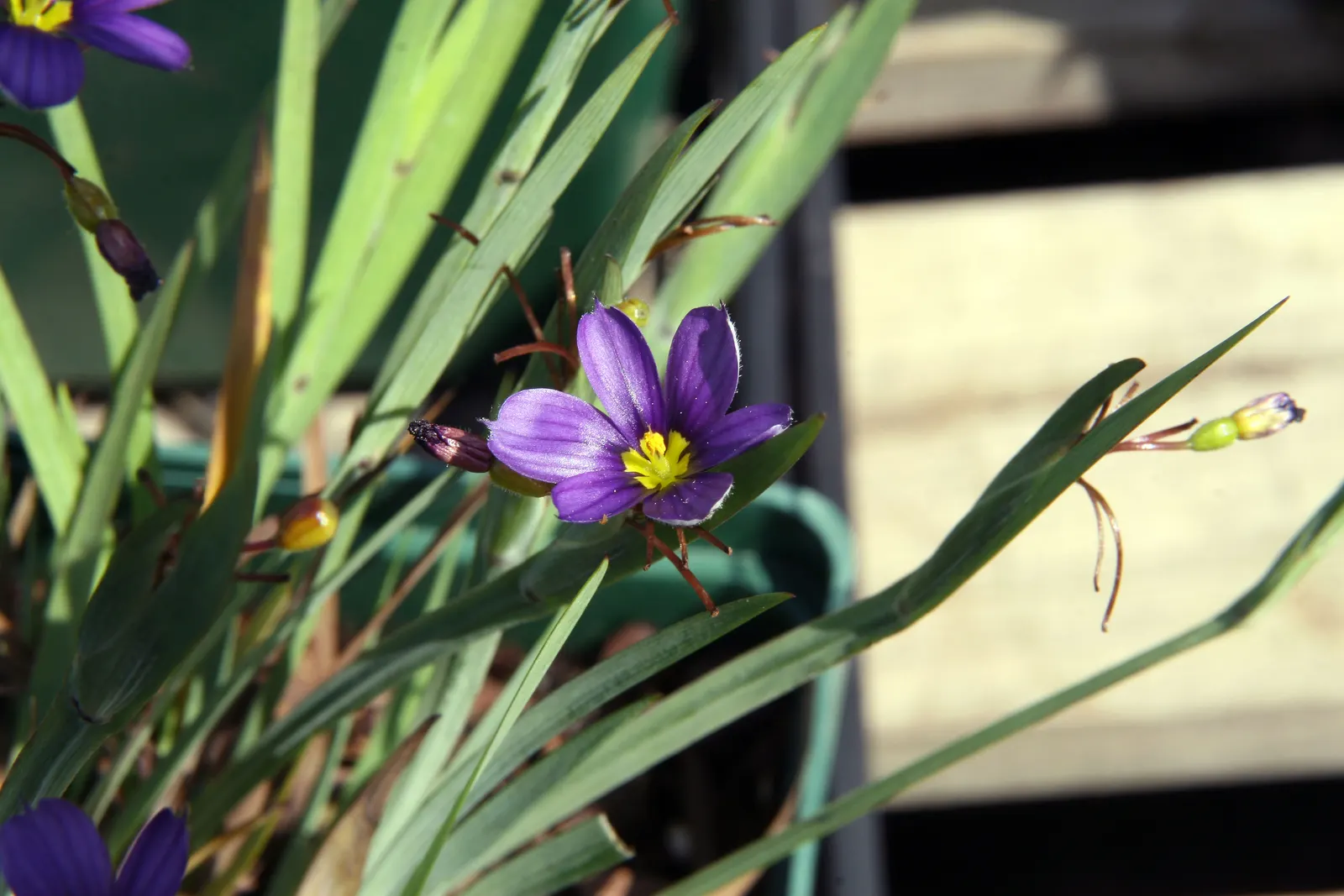 Blue-Eyed Grass (Sisyrinchium Angustifolium) — adding an ecological benefit to its visual charm; it thrives in full sun to partial shade and prefers