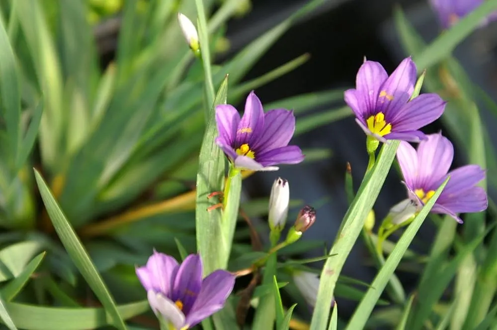 Blue-Eyed Grass (Sisyrinchium Angustifolium) — Hardy in zones 4-9, it's ideal for borders and accent plantings
