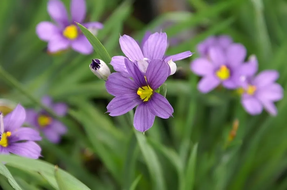 Blue-Eyed Grass (Sisyrinchium Angustifolium) — adding an ecological benefit to its visual charm