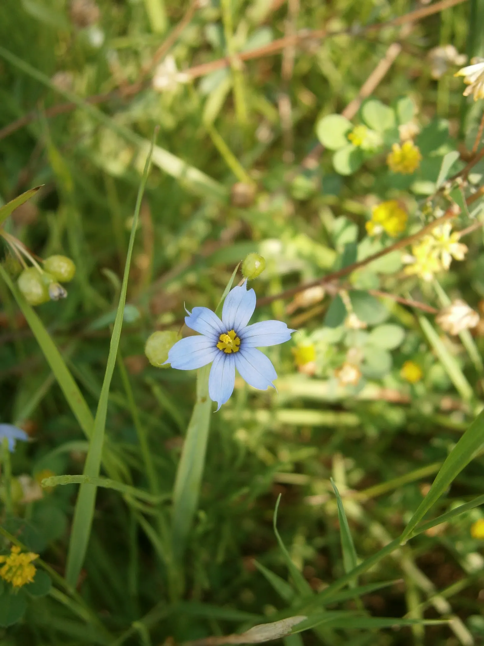 Blue-Eyed Grass (Sisyrinchium Angustifolium) — perennial with blue and purple blooms; blue-Eyed Grass punctuates the greenery with its star-shaped