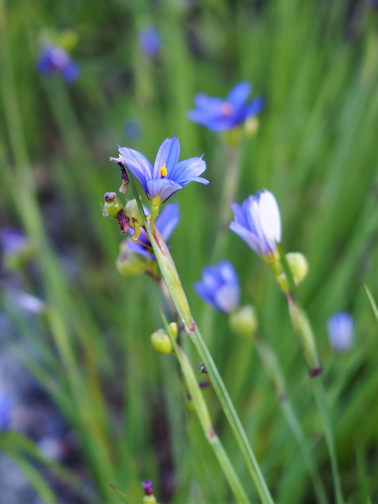 Blue-Eyed Grass (Sisyrinchium Angustifolium) — Keep clumps robust by dividing every 2 to 3 years in the early spring