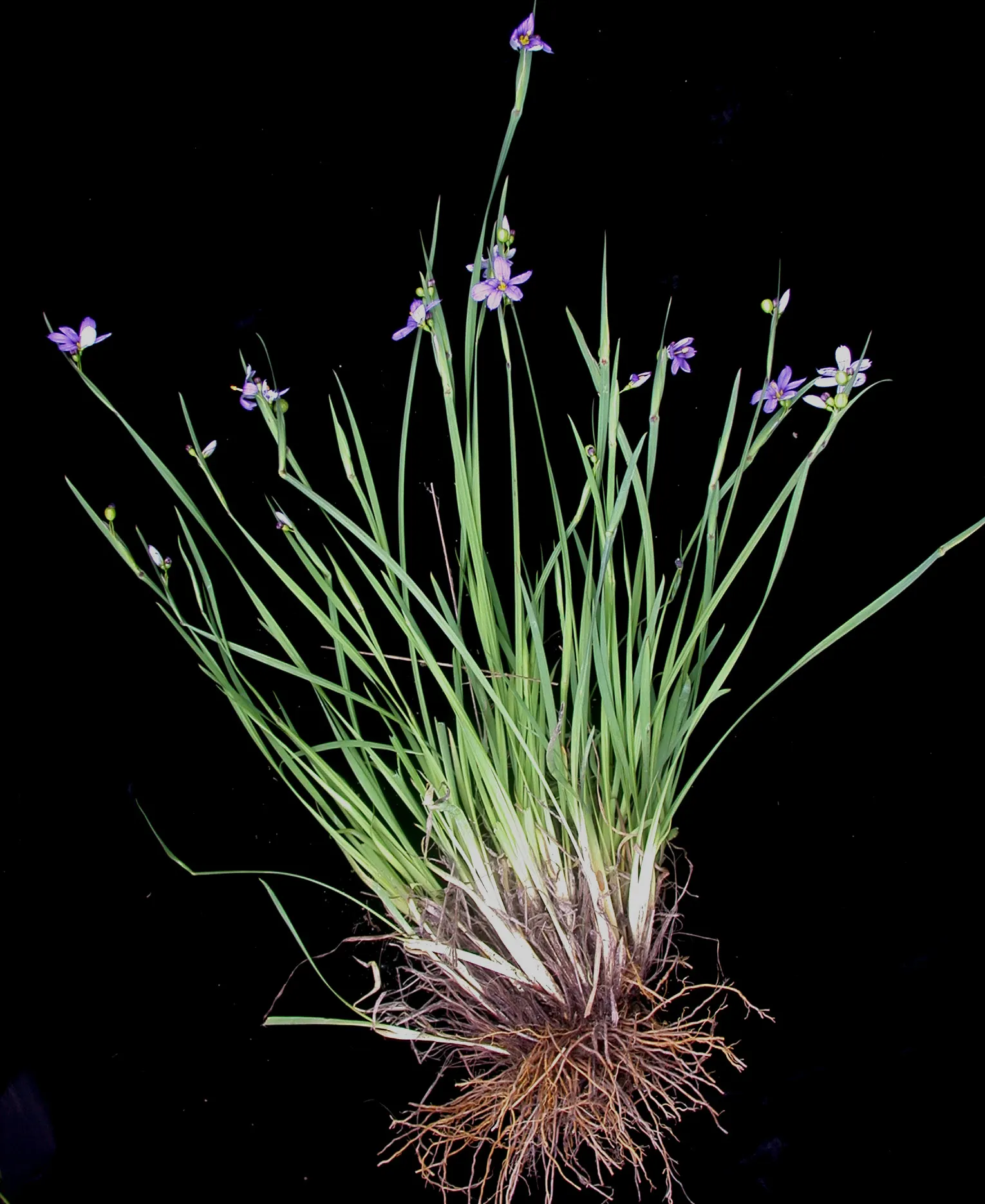 Blue-Eyed Grass (Sisyrinchium Angustifolium) — each featuring a striking yellow eye at the center; department of Agriculture hardiness zones 4 through 9